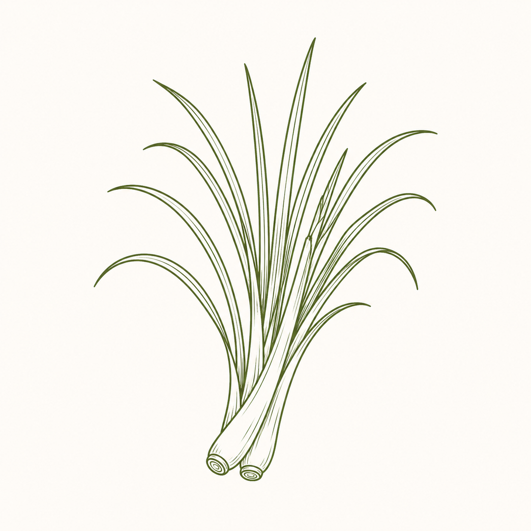Lemongrass for Sleep Tea