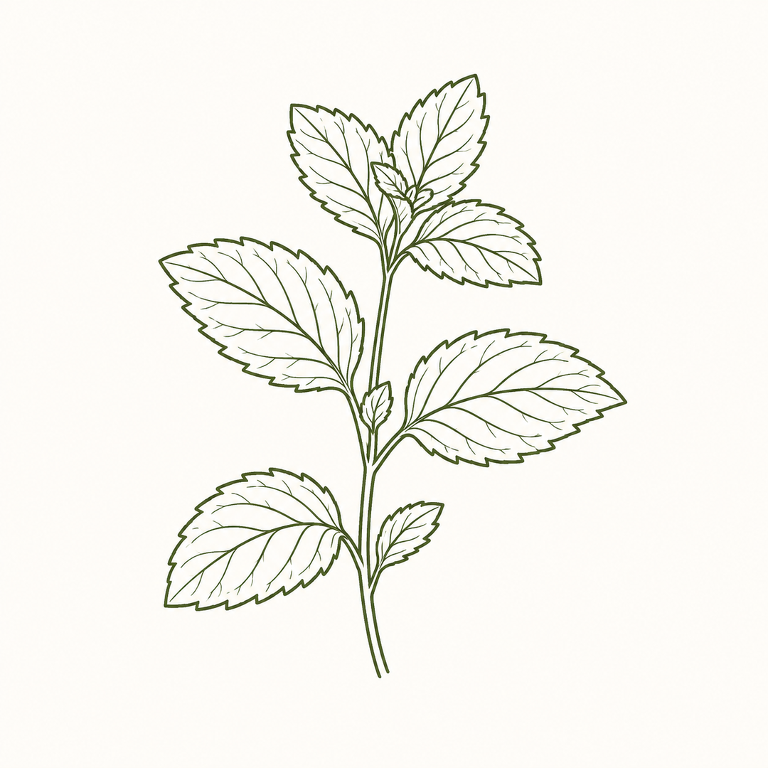 Peppermint Leaf for Sleep Tea